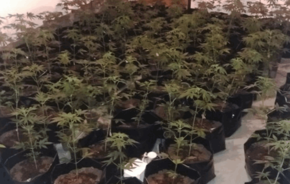 SKRIVAO U KUĆI ČITAVU BAŠTU MARIHUANE: U Sokobanji pronađena LABORATORIJA i ZAPLENJENO 250 <span style='color:red;'><b>stabljika</b></span> opojne droge (FOTO) 